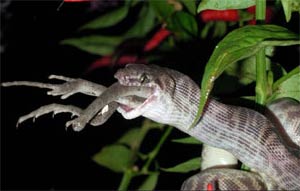 Snake eating a lizard. Source: ntnews